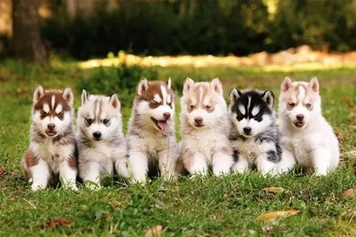 Neném Husky Siberiano com pelagem densa e saudável