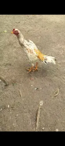 Galo índio