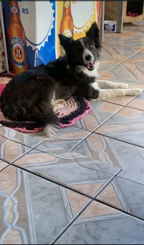 CACHORRO BODER COLLIE 
