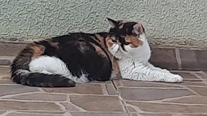 Gata persa puríssima