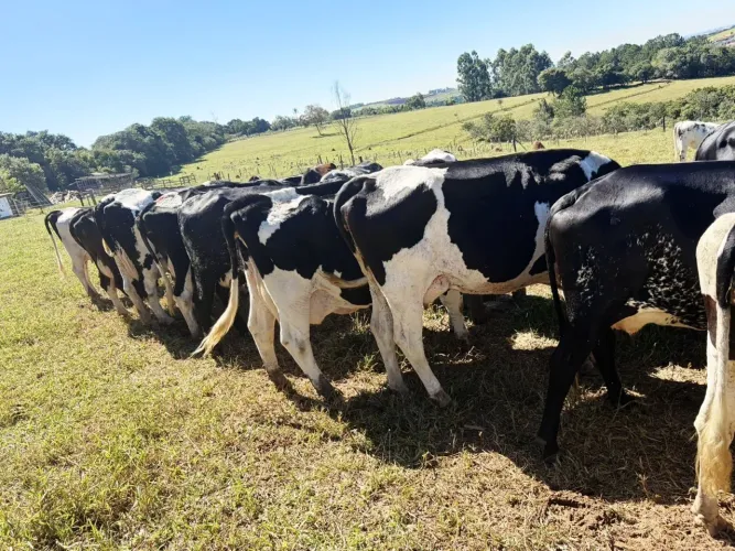 Plantel de vacas leiteira a venda