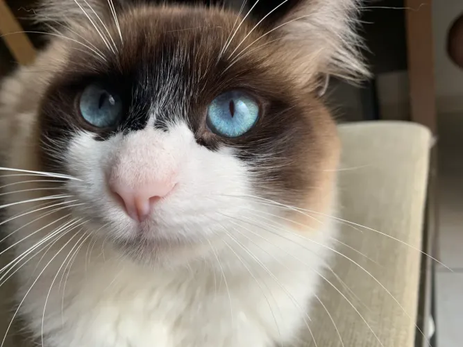 Doa-se gatos ragdoll
