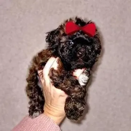 Lhasa Apso,Lhasa Apso Filhote Estrutura Perfeita Disponível