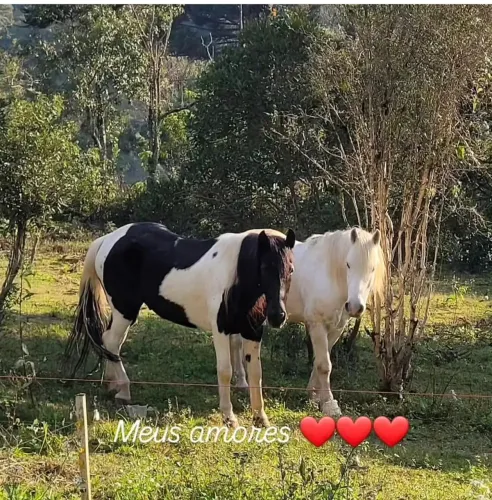 Cavalo mangalarga mais percheron marchadores