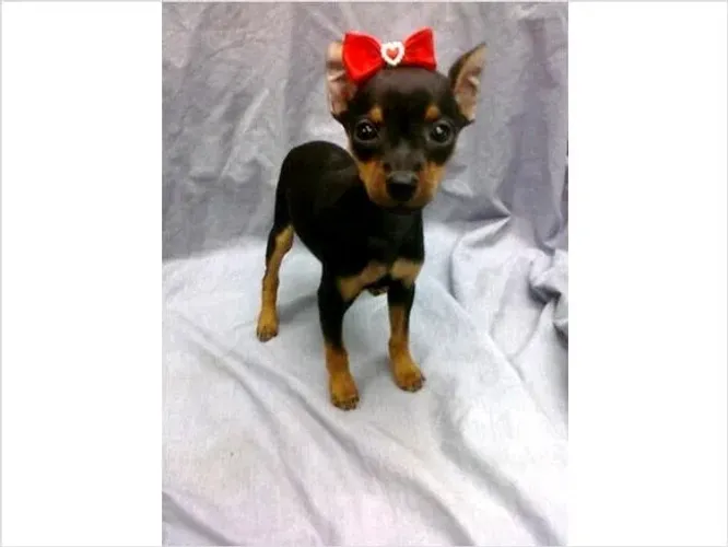 Baby Pinscher/Pincher excelente temperamento dócil e saudável brincalhão