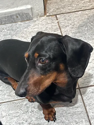 Procuro fêmea Dachshund (salsicha) para cruzar