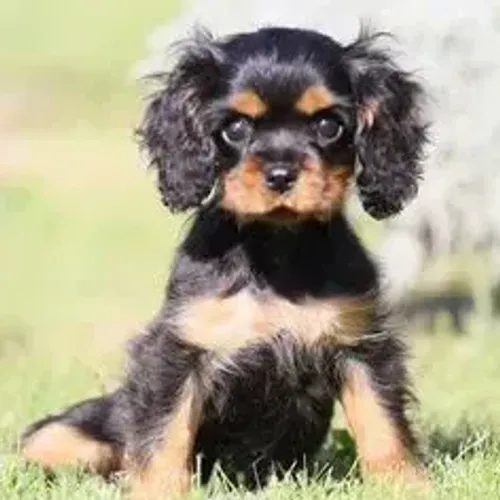 Cavalier King Charles Spaniel,Cavalier King Charles Spaniel Filhote Estrutura Perfeita Dis