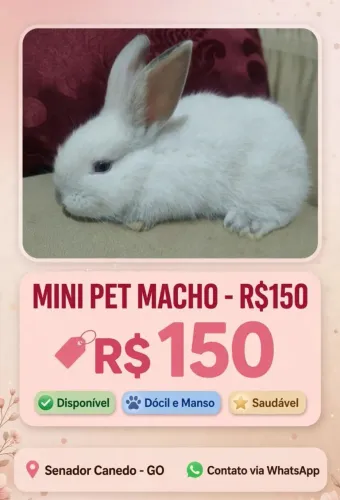 Mini Pet