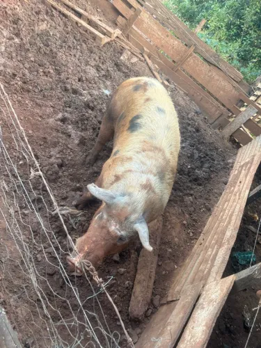 Porco gordo