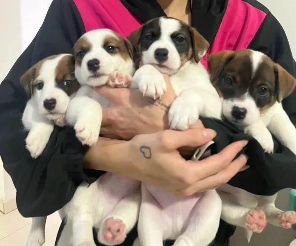 Filhotes de cachorro Jack Russell Terrier, mesma raça do filme O Máscara