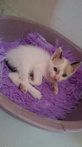Doação de gatinho macho