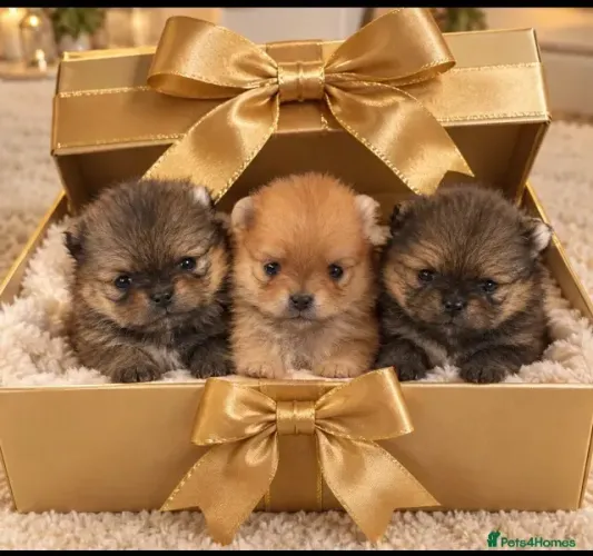Bebezinho carinhoso e fofo Spitz Alemão/ Lulu da Pomerânia/ anão/ anãozinho