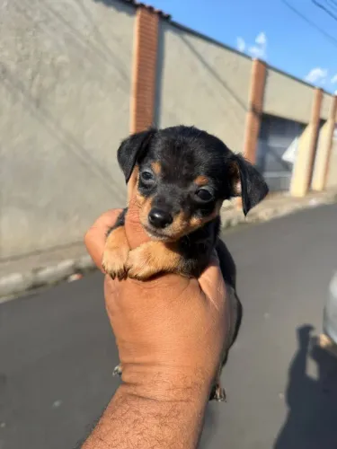 Pinscher 