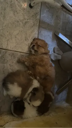 Shih tzu 