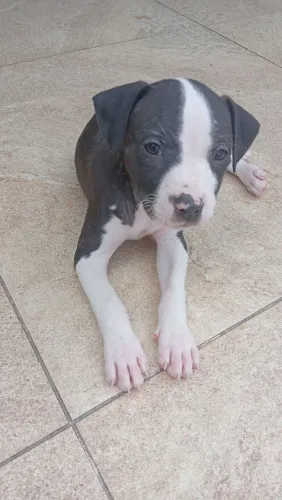 Lindos filhotes de Pitbull