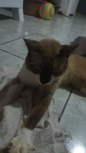 Vendo gato snowshoe original americano