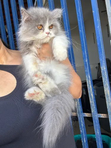 Gatinho persa