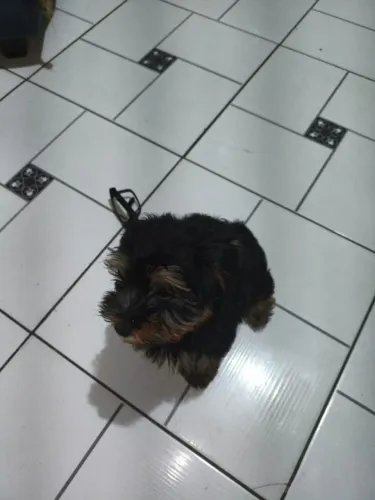 Vendo um filhote de yorkshire terrier