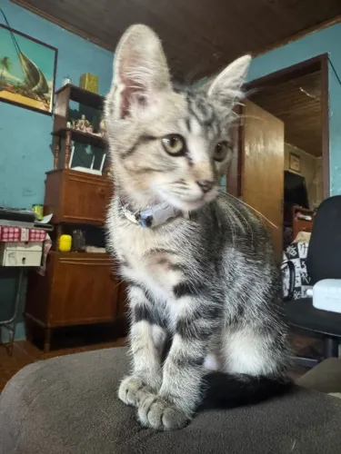 Doa-se gatos 