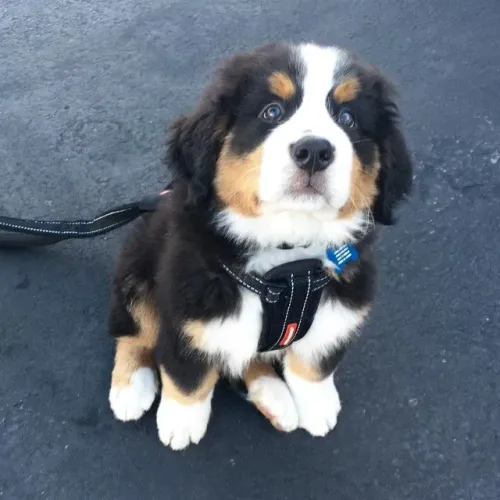 ?Filhotes de Bernese à venda - aproveite?
