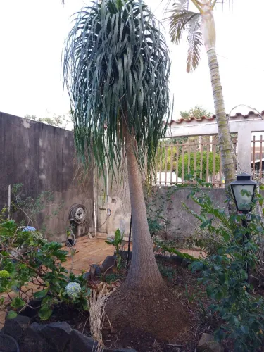 Vendo uma planta adulta de pata de elefante