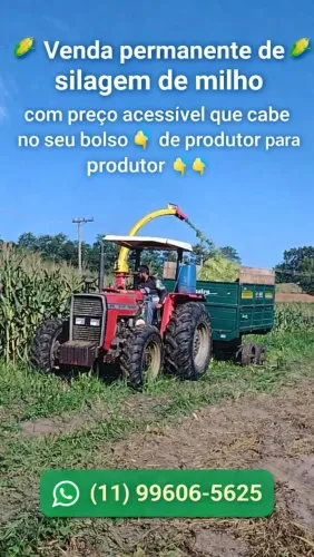 Silagem de milho ensacada 