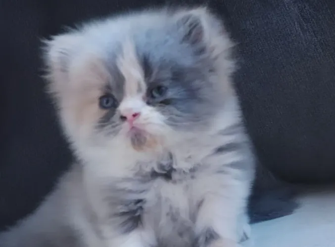Gata persa