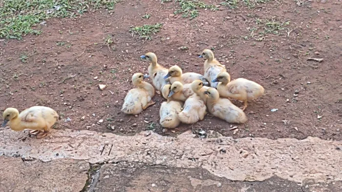 Patinhos a 40 reais a unidade 