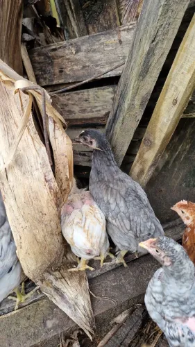 Frangos com mais ou menos 2 meses lote