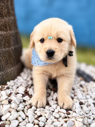 GOLDEN LINDO