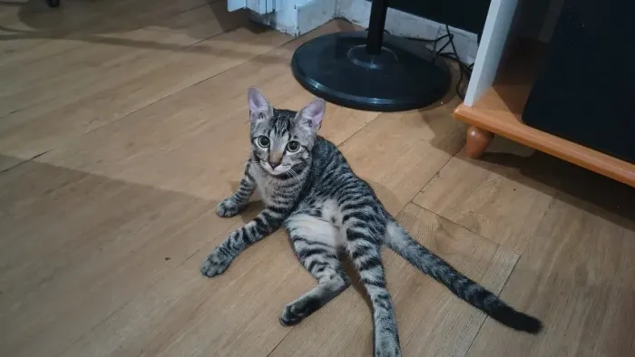 Gato lindo para adoção responsavél