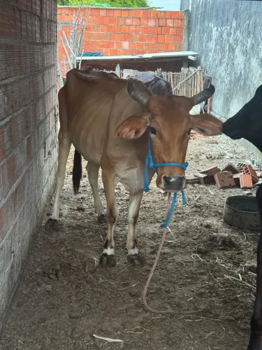 VENDE-SE DUAS VACAS E UMA GARROTA