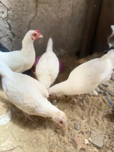 Franguinhas garnise a venda