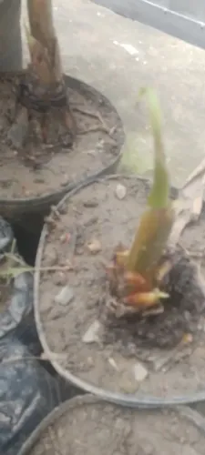 Mudas de bananeira da terra, manga palmer, morangueiro e parreira