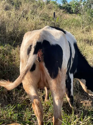 Vacas e novinhas
