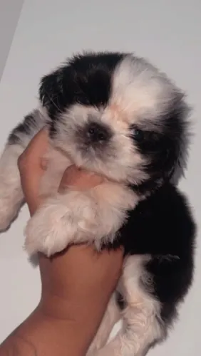 Filhote shih tzu 