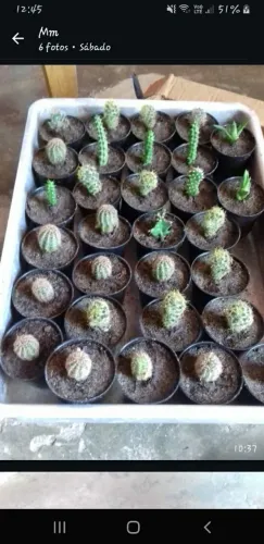 Cactos e suculentas