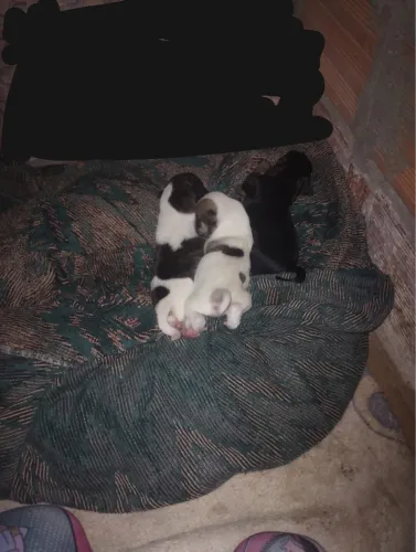 Doação de cachorro 