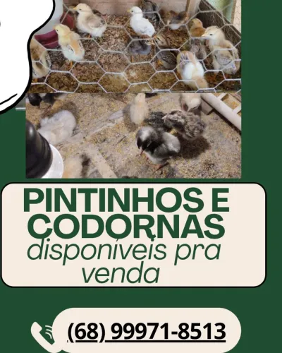 Pintinhos caipiras e codornas