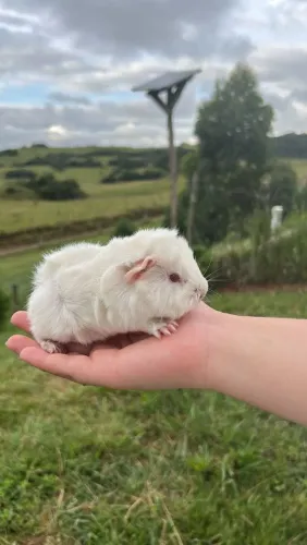 Porquinho da índia absinto 