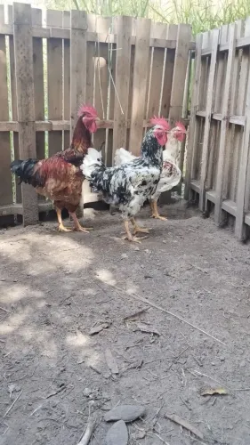 VENDO FRANGO GSB OTIMA GENETICA COLORACAO ESPETACULAR JÁ BAIXANDO GALINHA CONT *55