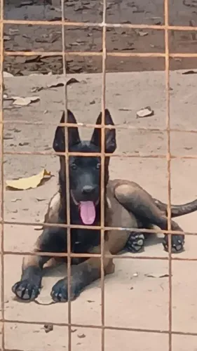 Filhotes malinoá