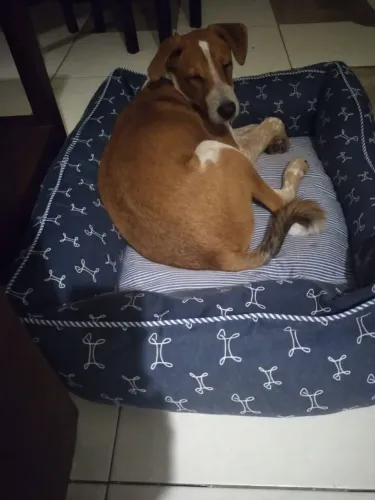 DOAÇÃO - filhote macho