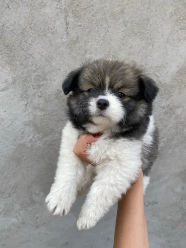 Spitz alemão / Lulu da pomerania