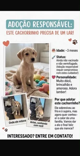 Cachorro pra à doação