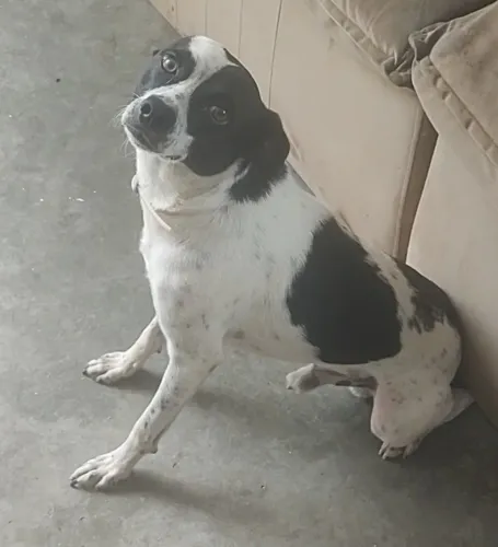 Doação de cachorro porte médio 