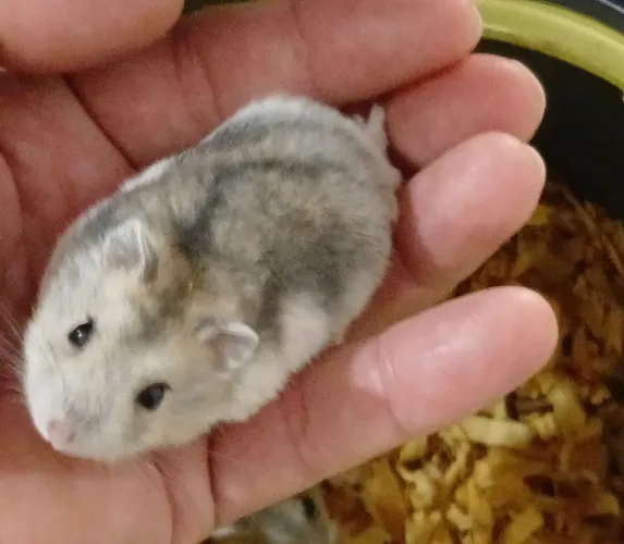 Vendo Hamster Sírio e Anão russo