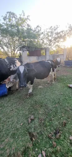 mini vaca e mini boi e mini Ponei a venda - minivaca<br><br>Chamar no privado para negociação