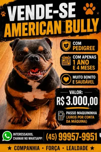 American bully