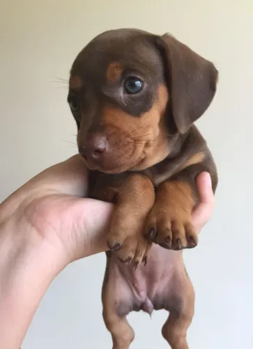 Bebês Cofap dachshund